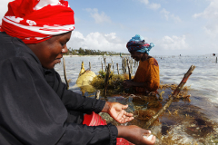 Arbeiterinnen in einer Meeresalgenfarm,Matemwe, Sansibar, Tansania*Female worker in seaweed farm, Matemwe, Zanzibar, Tanzania