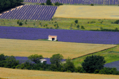 Floating lavender, Vaucluse, Provence