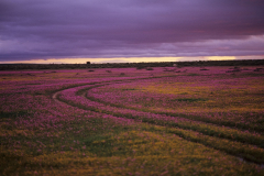 Namaqualand, Blumen bluehen nach Winterregenfaellen