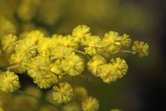 Mimosenblüte, Mandelieu-la-Napoule, Esterel-Gebirge, Provence-Alpes-Côte d'Azur, Frankreich