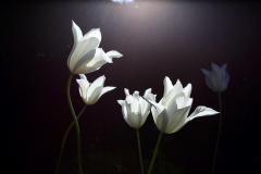 White tulips, Dorset, England, United Kingdom
