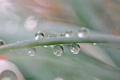 Waterdrops on Grass, English Garden, Munich, Bavaria, Germany