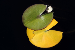 Two pagman-shaped leafs of a water lily, Giverny, Normandy, France