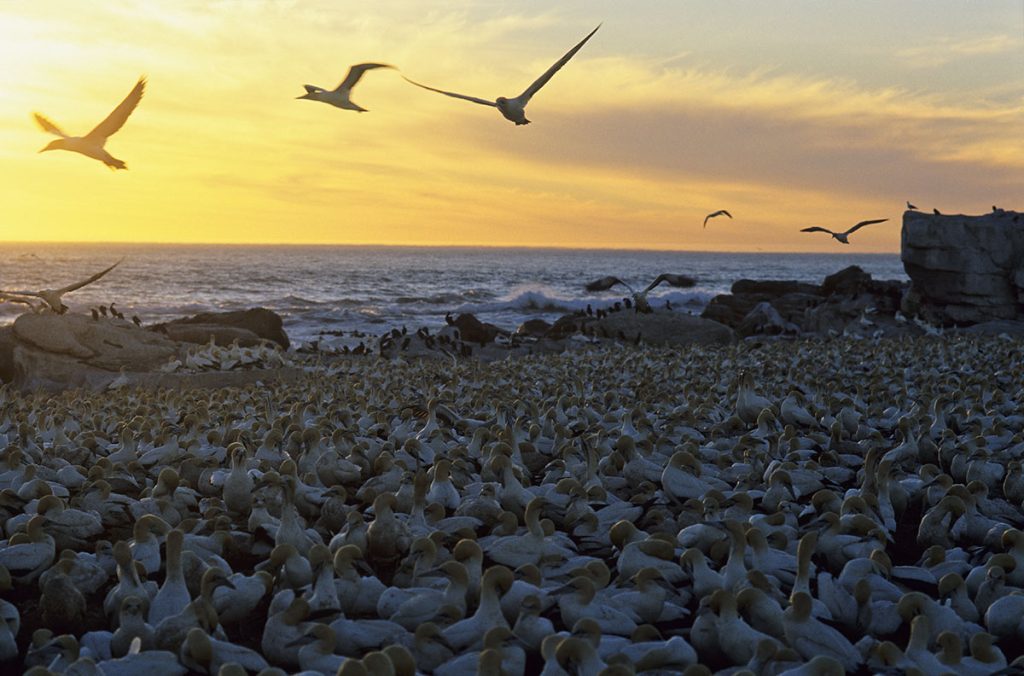 Lamberts Bay, Kaptoelpel-Kolonie