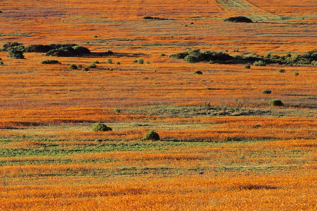 Frühjahrsblüte, Namaqualand