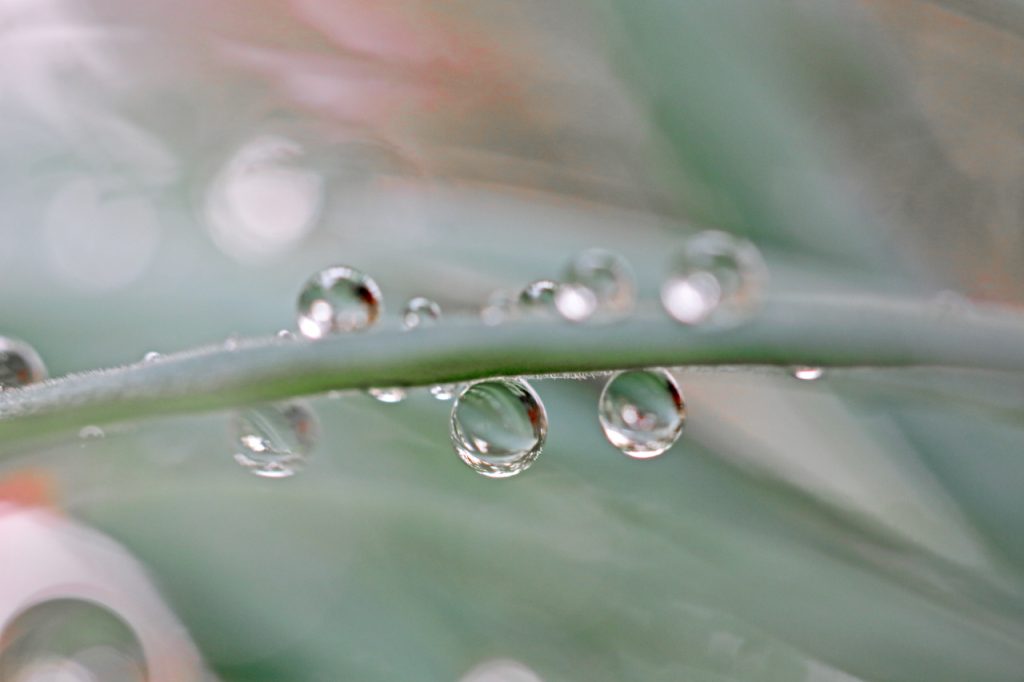 Waterdrops on Gras