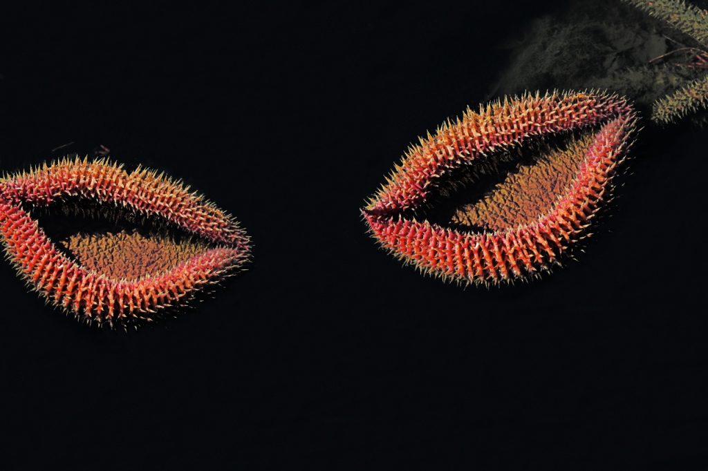Two new leafs