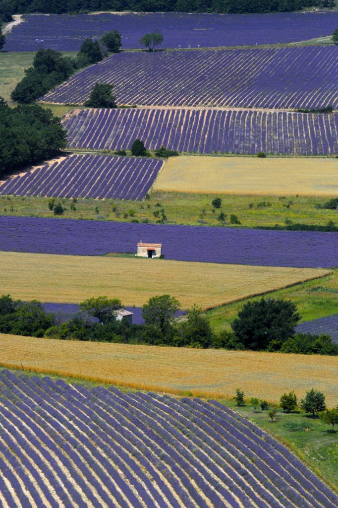 Floating lavender, Vaucluse, Provence